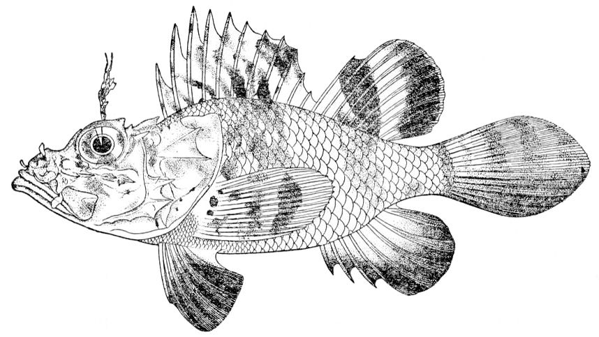 ภาพ ปลาแมงป่อง noronhai (Pteroidichthys noronhai)