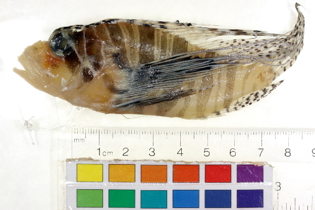 ภาพ ปลาสิงโต andover (Pterois andover)