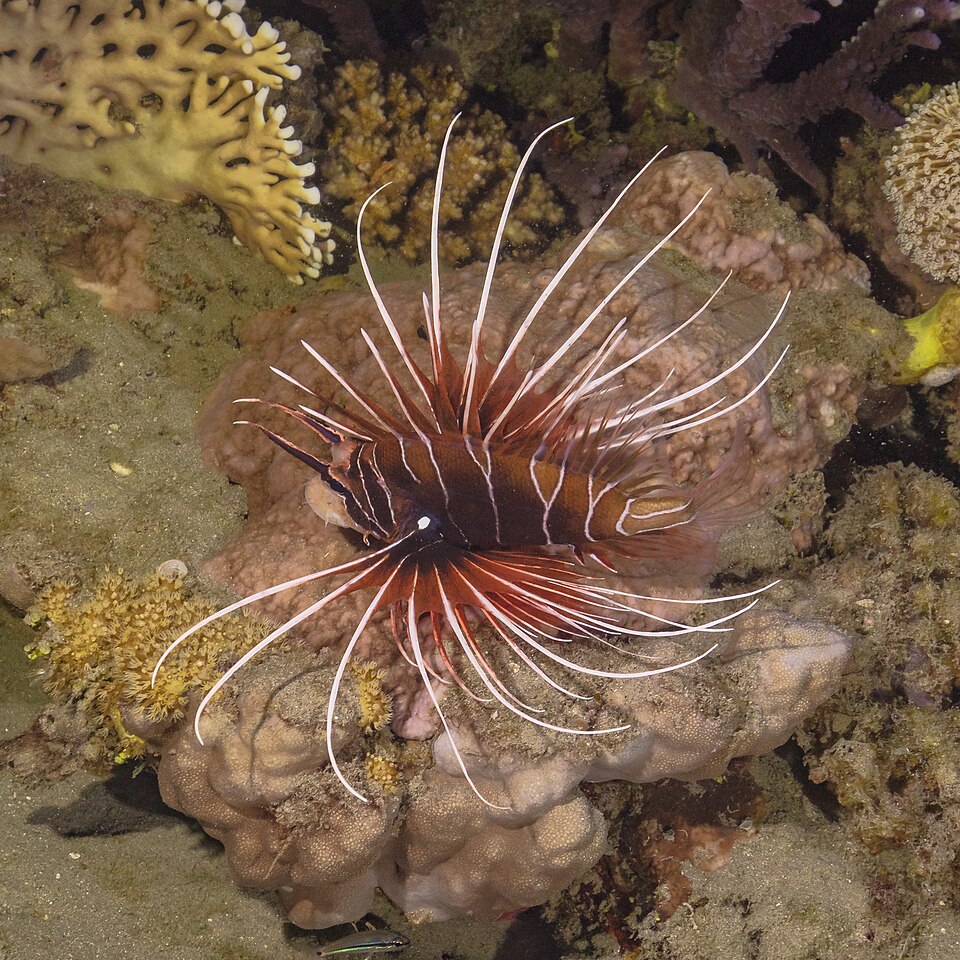 ภาพ ปลาสิงโต cincta (Pterois cincta)