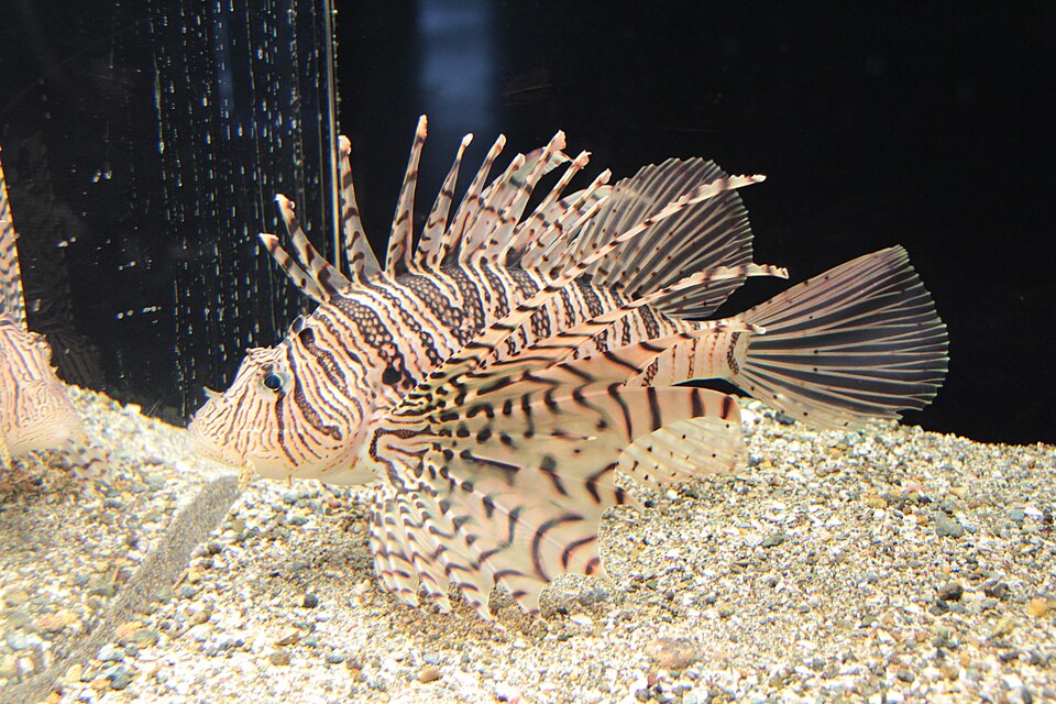 ภาพ ปลาสิงโต lunulata (Pterois lunulata)