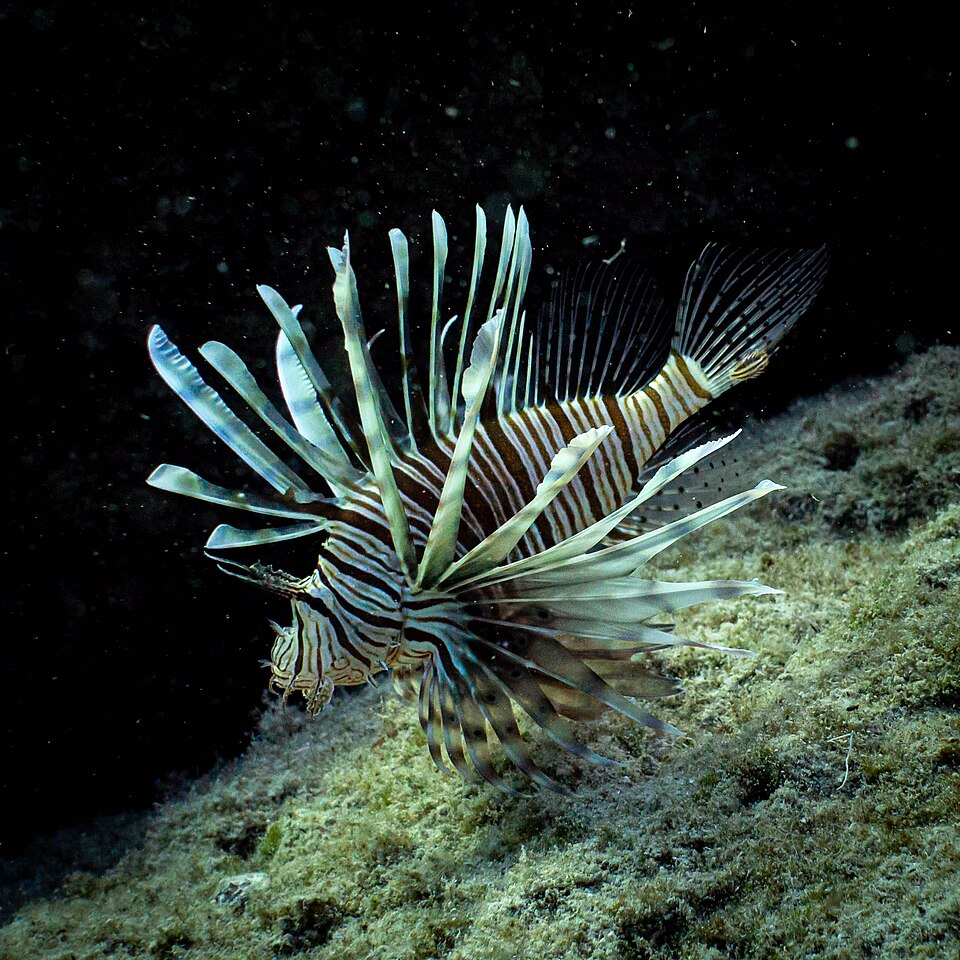 ภาพ ปลาสิงโตทหาร (Pterois miles)