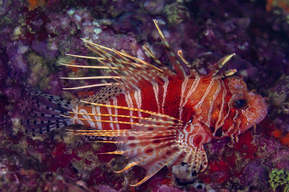 ภาพ ปลาสิงโต mombasae (Pterois mombasae)