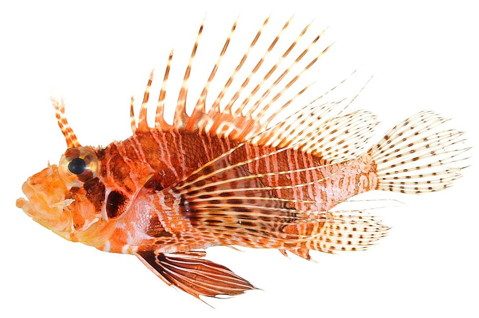 ภาพ ปลาสิงโต paucispinula (Pterois paucispinula)
