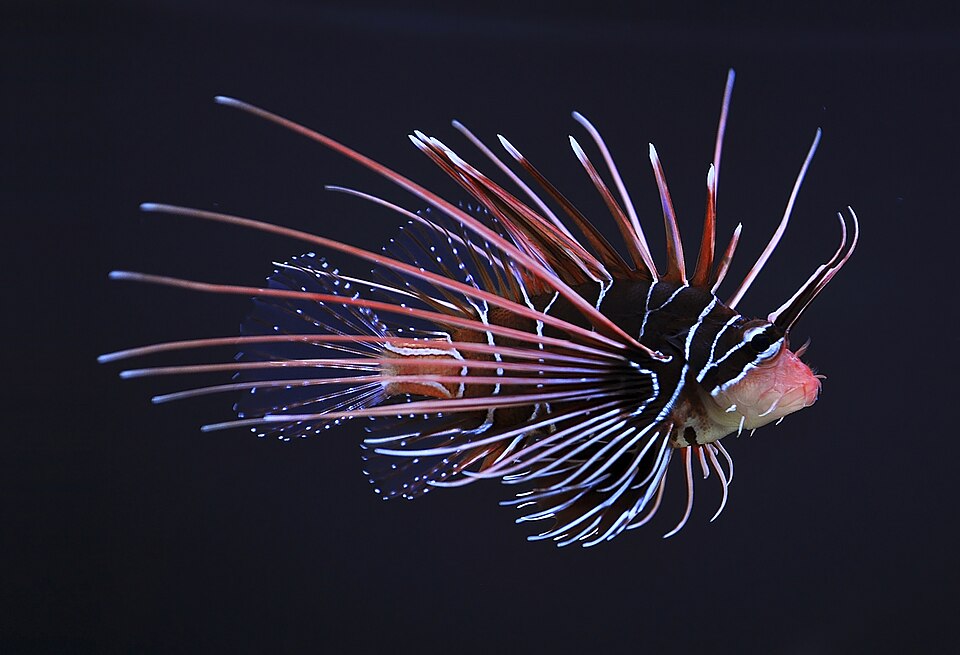 ภาพ ปลาสิงโตครีบใส (Pterois radiata)