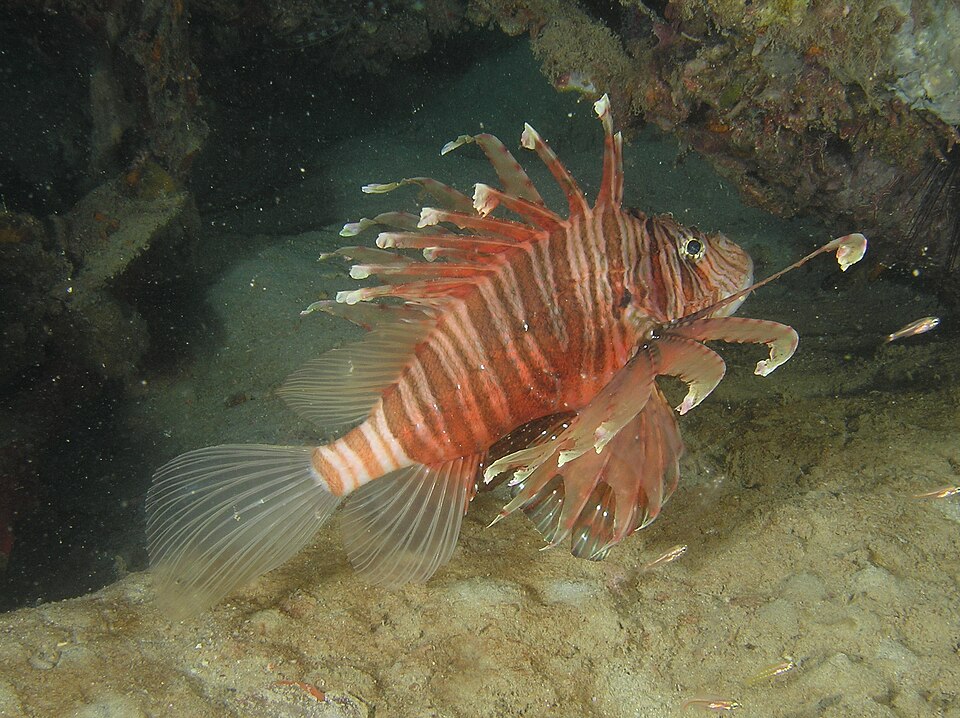 ภาพ ปลาสิงโต russelii (Pterois russelii)