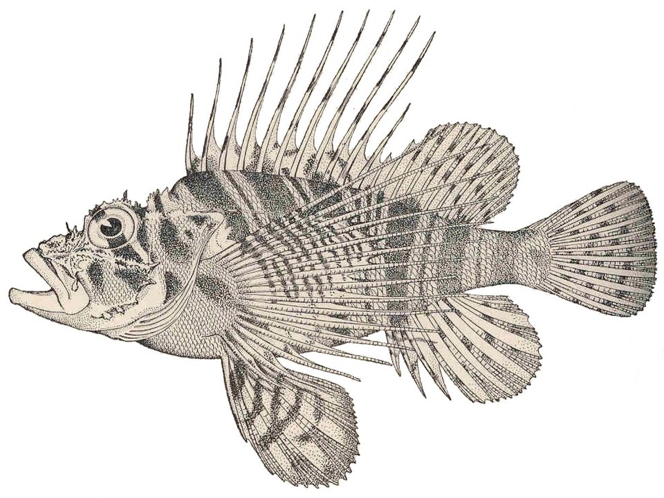 ภาพ ปลาสิงโต sphex (Pterois sphex)