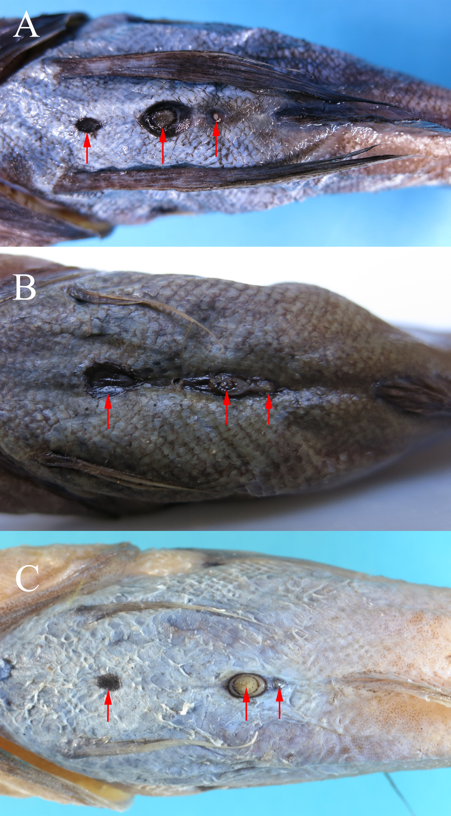 ภาพ ปลา spatium (Pterophycis spatium)