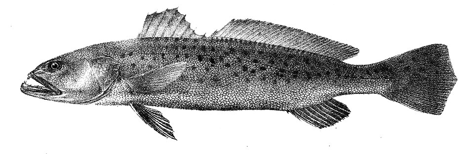 ภาพ ปลาจวดลายด่างลายเสือ (Pterotolithus maculatus)