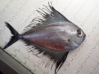 ภาพ ปลา brama (Pterycombus brama)
