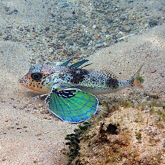 ภาพ ปลา andertoni (Pterygotrigla andertoni)