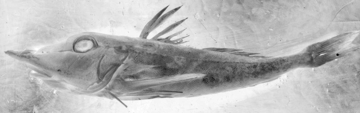 ภาพ ปลา cajorarori (Pterygotrigla cajorarori)