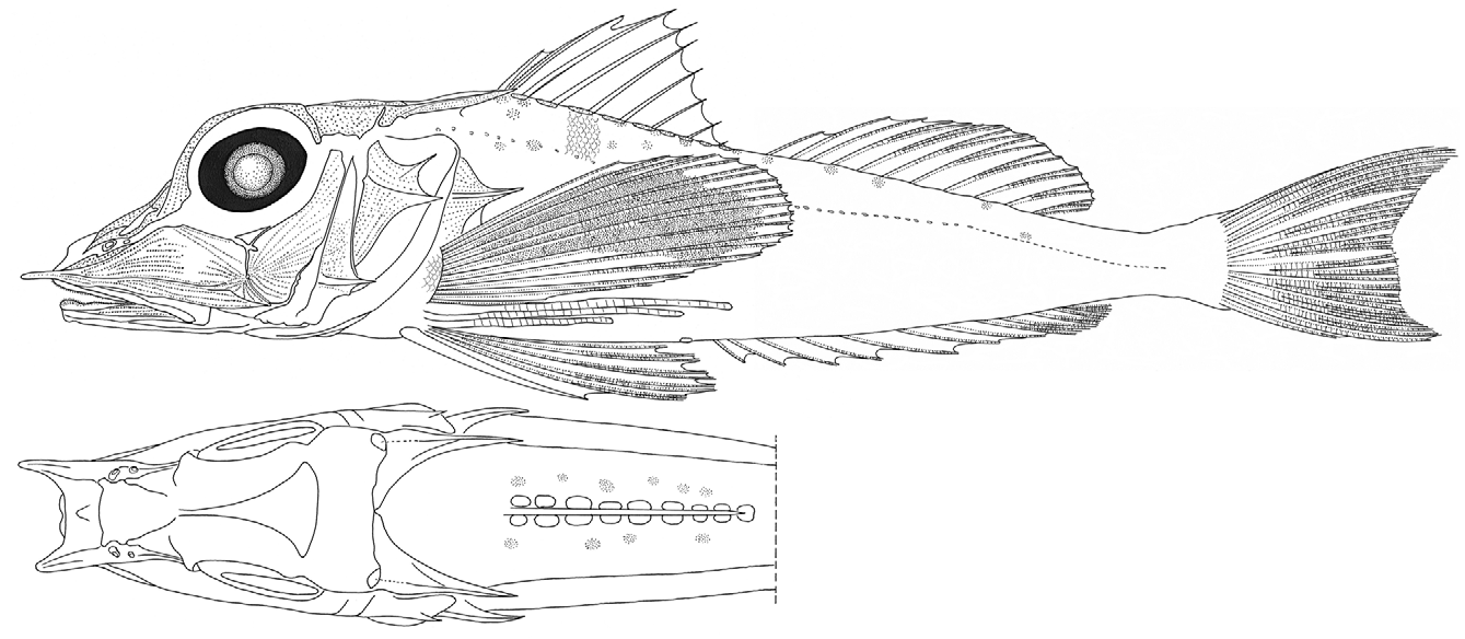 ภาพ ปลา gomoni (Pterygotrigla gomoni)