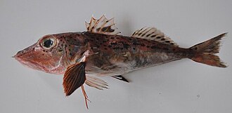 ภาพ ปลา hemisticta (Pterygotrigla hemisticta)