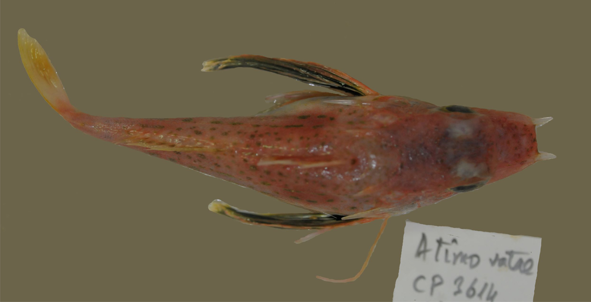 ภาพ ปลา madagascarensis (Pterygotrigla madagascarensis)