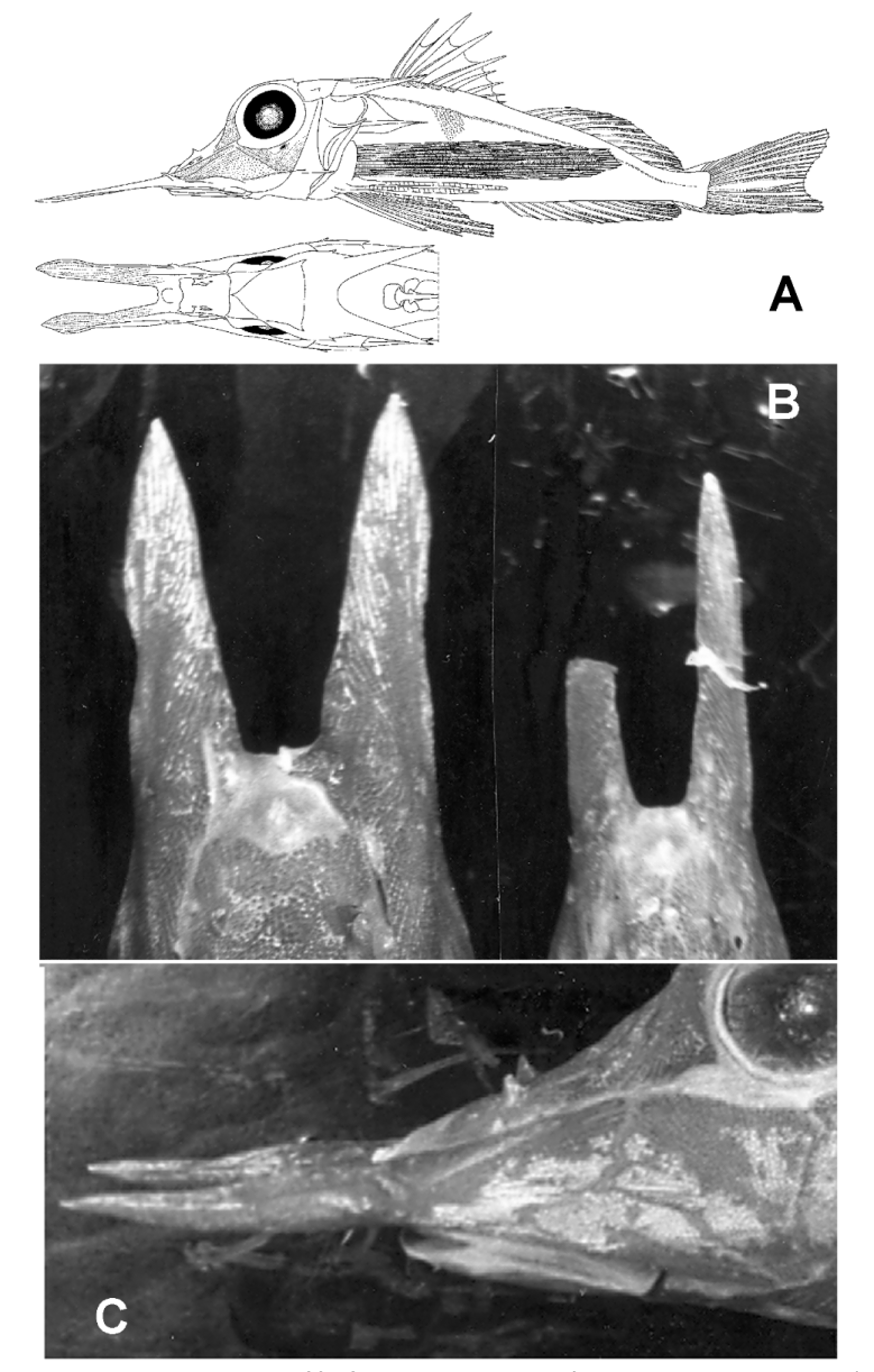 ภาพ ปลา multiocellata (Pterygotrigla multiocellata)