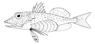 ภาพ ปลา picta (Pterygotrigla picta)