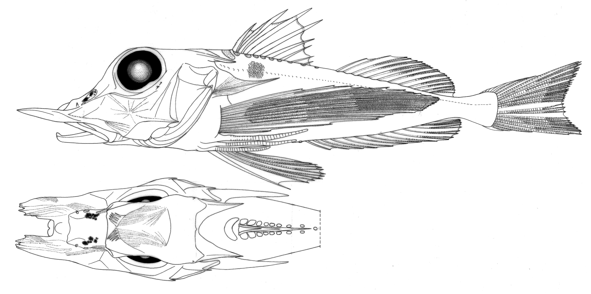 ภาพ ปลา saumarez (Pterygotrigla saumarez)