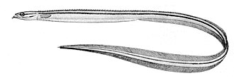 ภาพ ปลา goodei (Ptilichthys goodei)