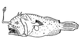 ภาพ ปลา pinnata (Puck pinnata)