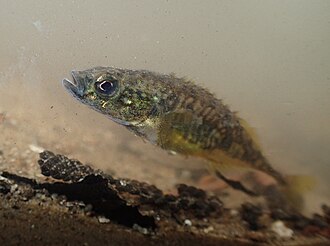 ภาพ ปลา laevis (Pungitius laevis)