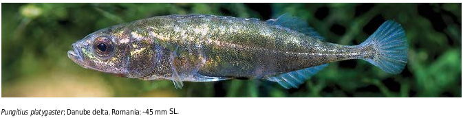 ภาพ ปลา platygaster (Pungitius platygaster)