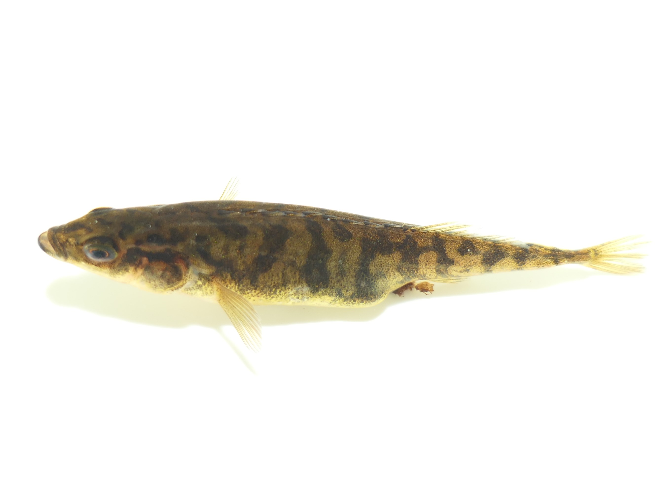 ภาพ ปลา pungitius (Pungitius pungitius)