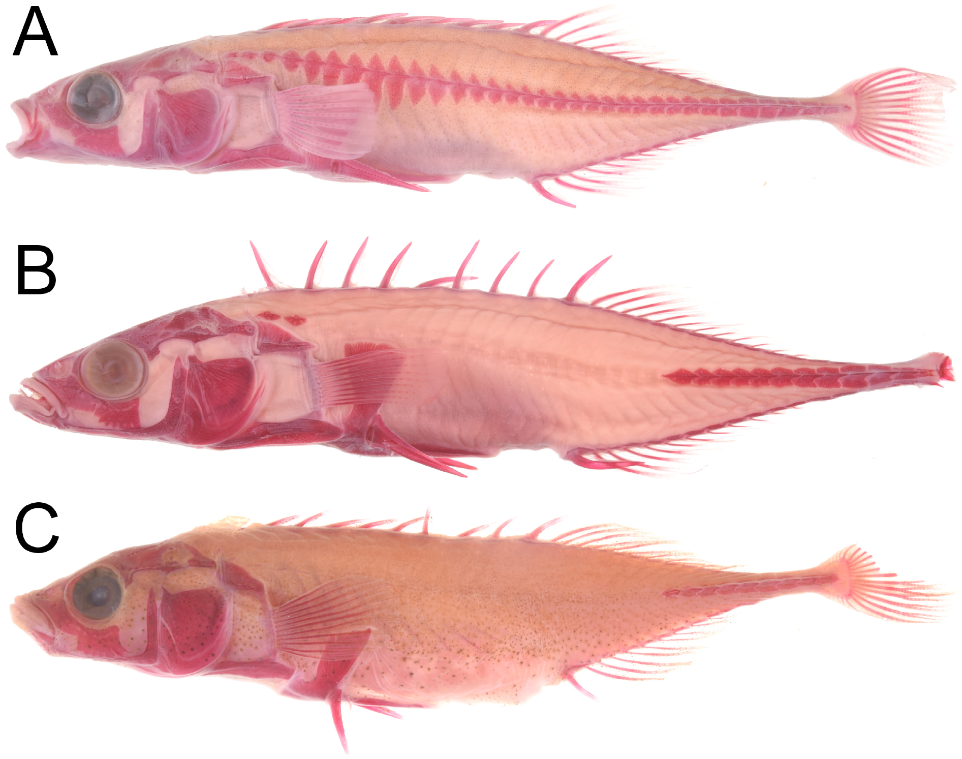 ภาพ ปลา sinensis (Pungitius sinensis)