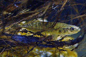 ภาพ ปลา tymensis (Pungitius tymensis)