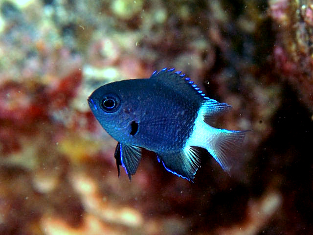 ภาพ ปลาสลิดหินสองสี (Pycnochromis margaritifer)