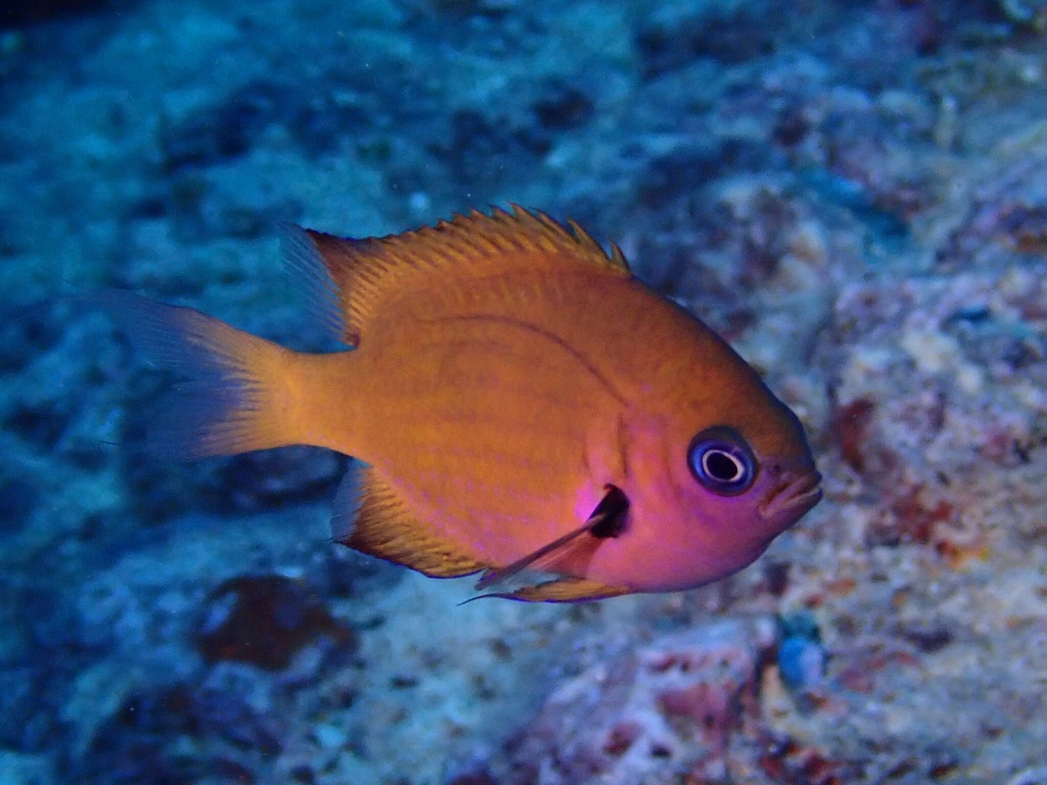 ภาพ ปลาสลิดหินแปซิฟิกสีบรอนซ์ (Pycnochromis pacifica)