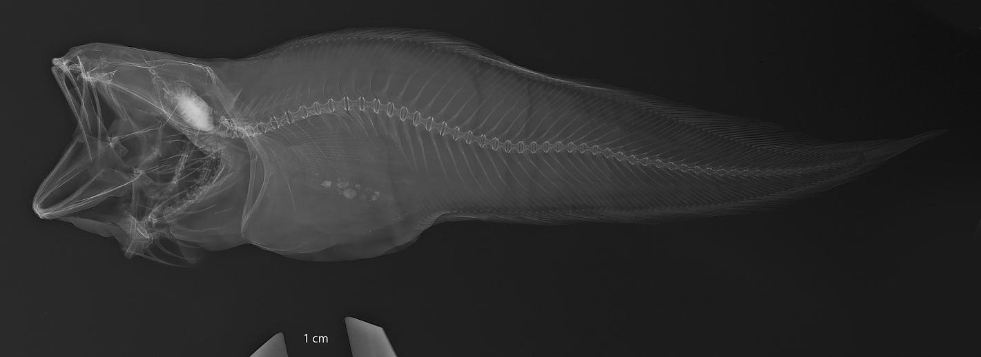 ภาพ ปลา phyllosoma (Pycnocraspedum phyllosoma)