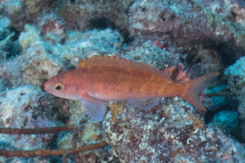 ภาพ ปลานางฟ้าครีบใบเรือ (Rabaulichthys altipinnis)