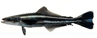 ภาพ ปลา canadum (Rachycentron canadum)