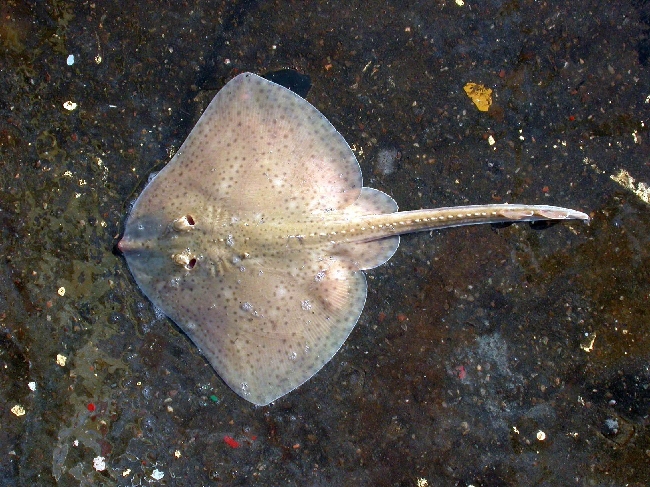 ภาพ ปลา brachyura (Raja brachyura)