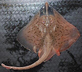 ภาพ ปลา eglanteria (Raja eglanteria)