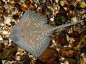 ภาพ ปลา microocellata (Raja microocellata)