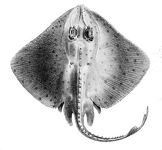 ภาพ ปลา miraletus (Raja miraletus)