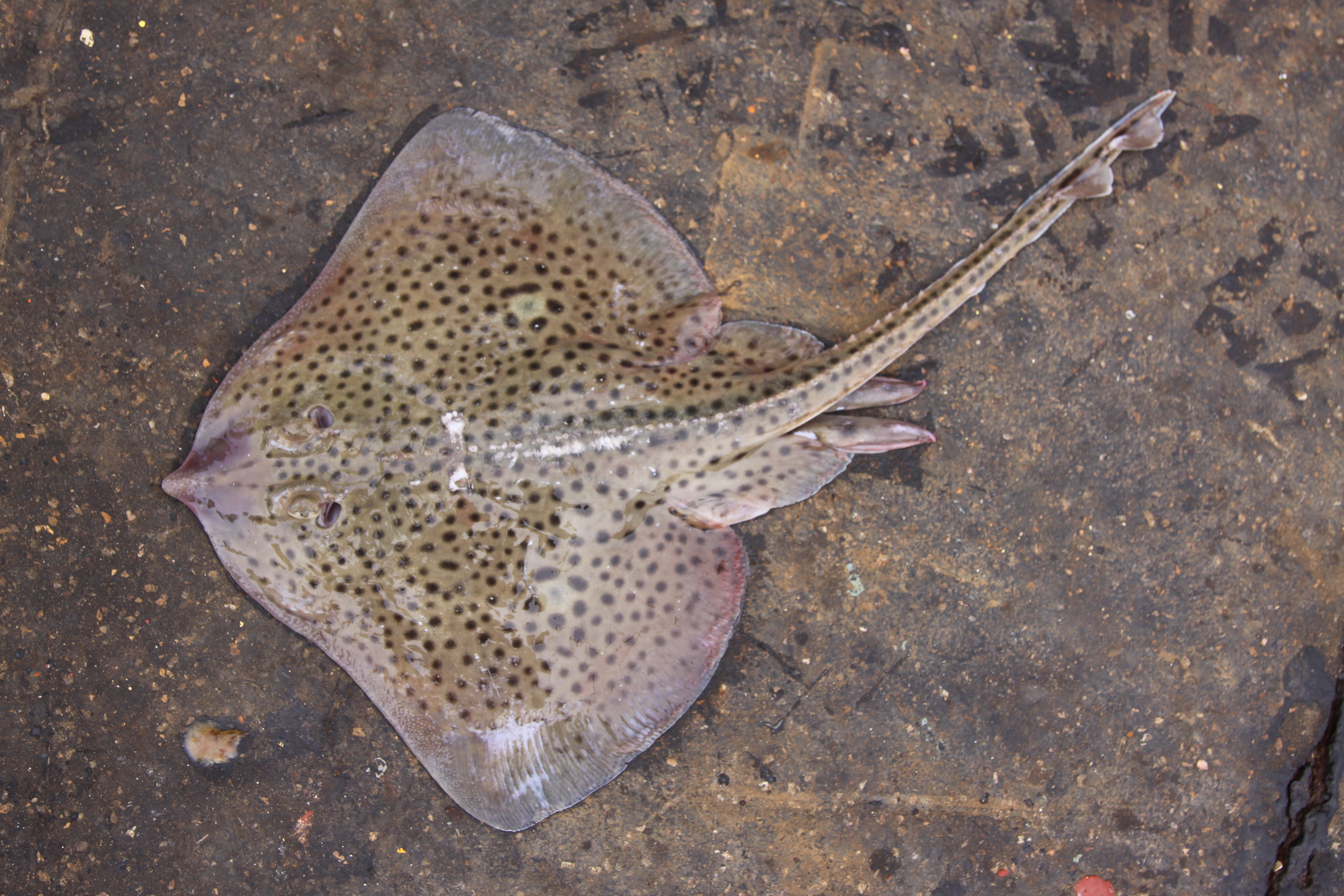 ภาพ ปลา montagui (Raja montagui)