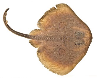 ภาพ ปลา stellulata (Raja stellulata)