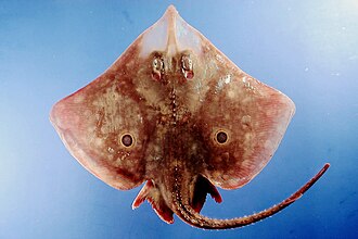 ภาพ ปลา texana (Raja texana)