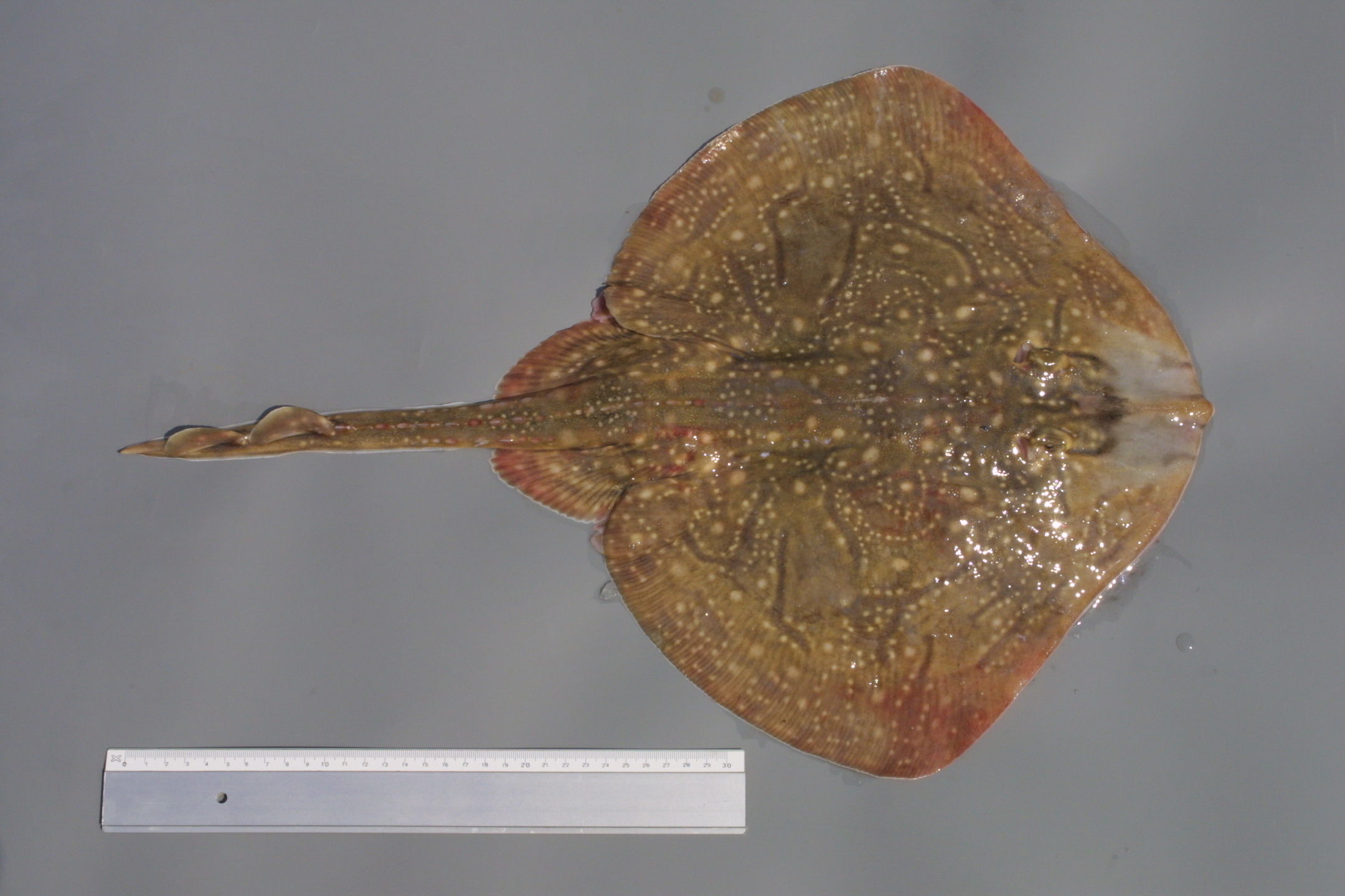 ภาพ ปลา undulata (Raja undulata)
