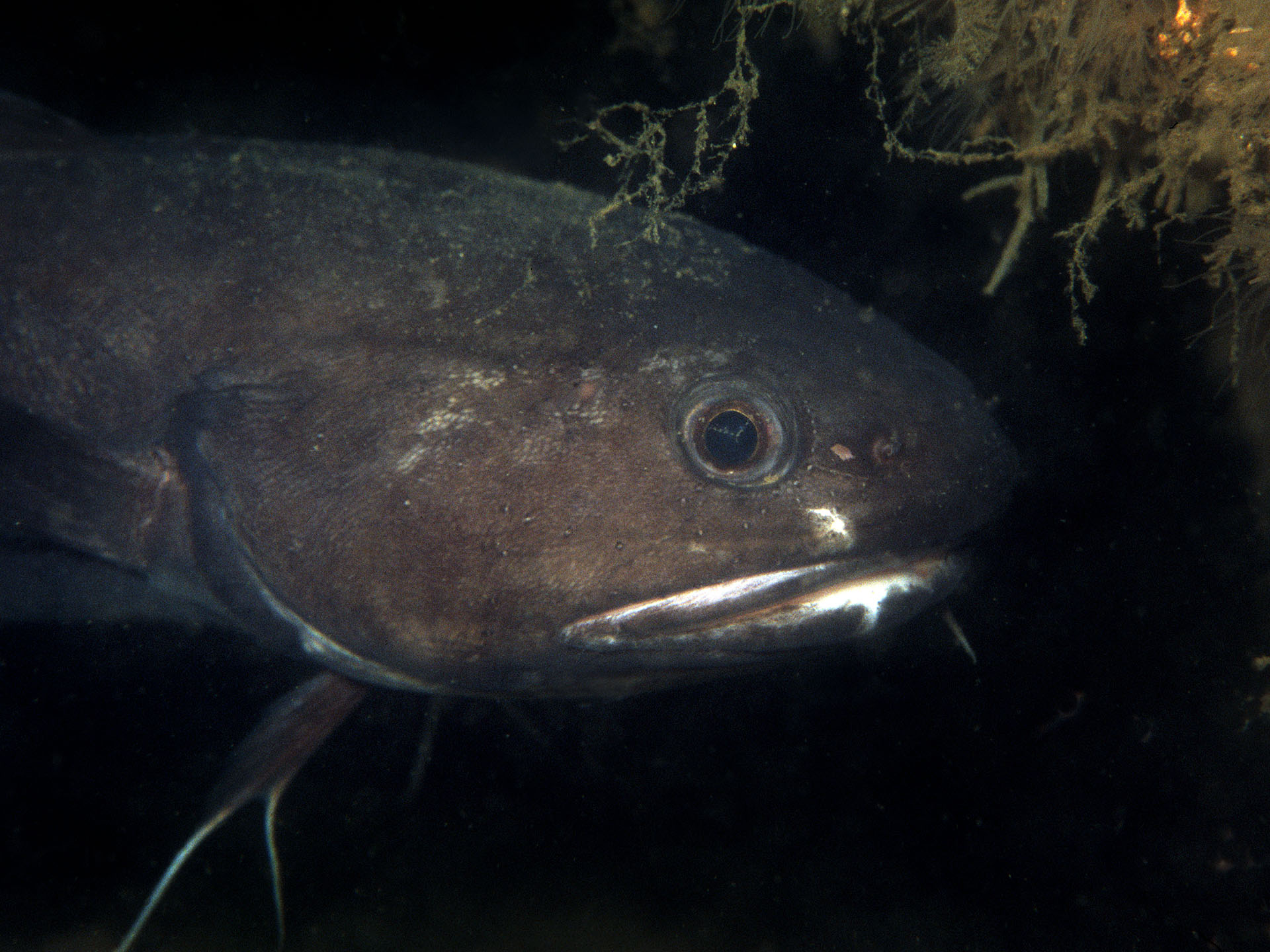 ภาพ ปลา raninus (Raniceps raninus)