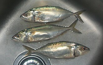ภาพ ปลา brachysoma (Rastrelliger brachysoma)