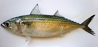 ภาพ ปลา kanagurta (Rastrelliger kanagurta)