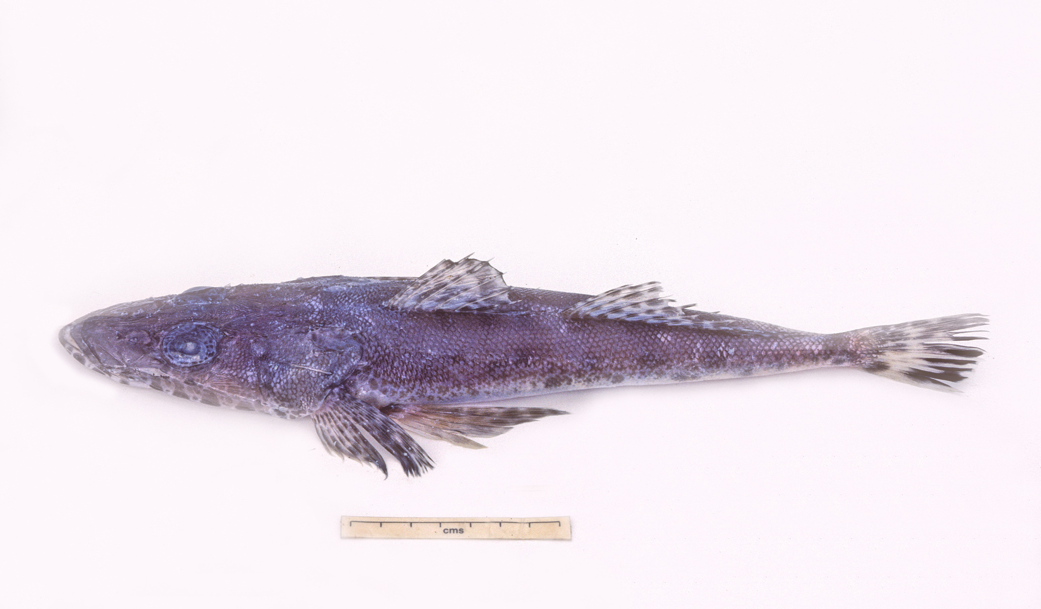 ภาพ ปลา diversidens (Ratabulus diversidens)