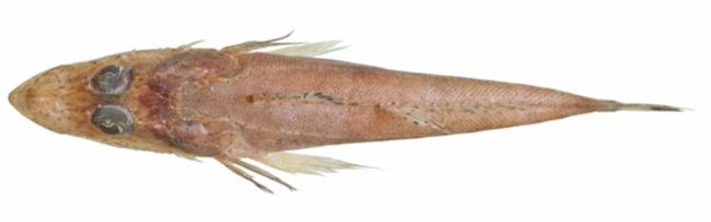 ภาพ ปลา fulviguttatus (Ratabulus fulviguttatus)