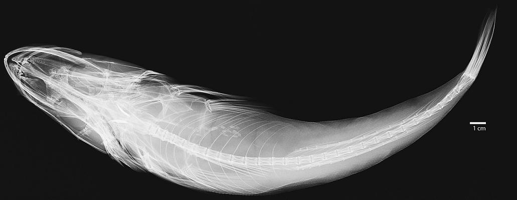 ภาพ ปลา megacephalus (Ratabulus megacephalus)