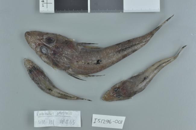 ภาพ ปลา ventralis (Ratabulus ventralis)