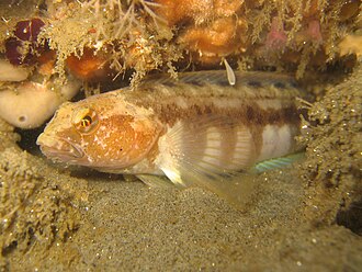 ภาพ ปลา hypoplecta (Rathbunella hypoplecta)