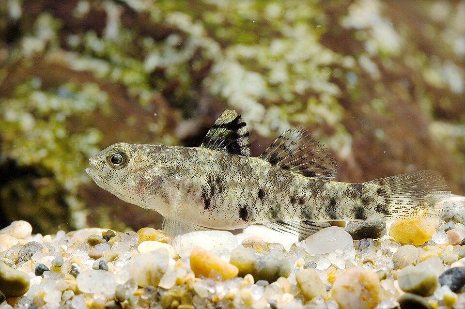ภาพ ปลาบู่สั้นลายกระ (Redigobius bikolanus)